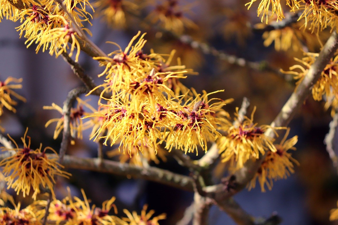 Golden flowers on witchhazel shrub