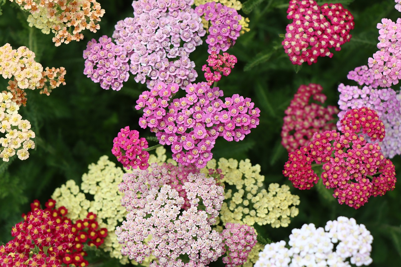 Colorful yarrow flowers