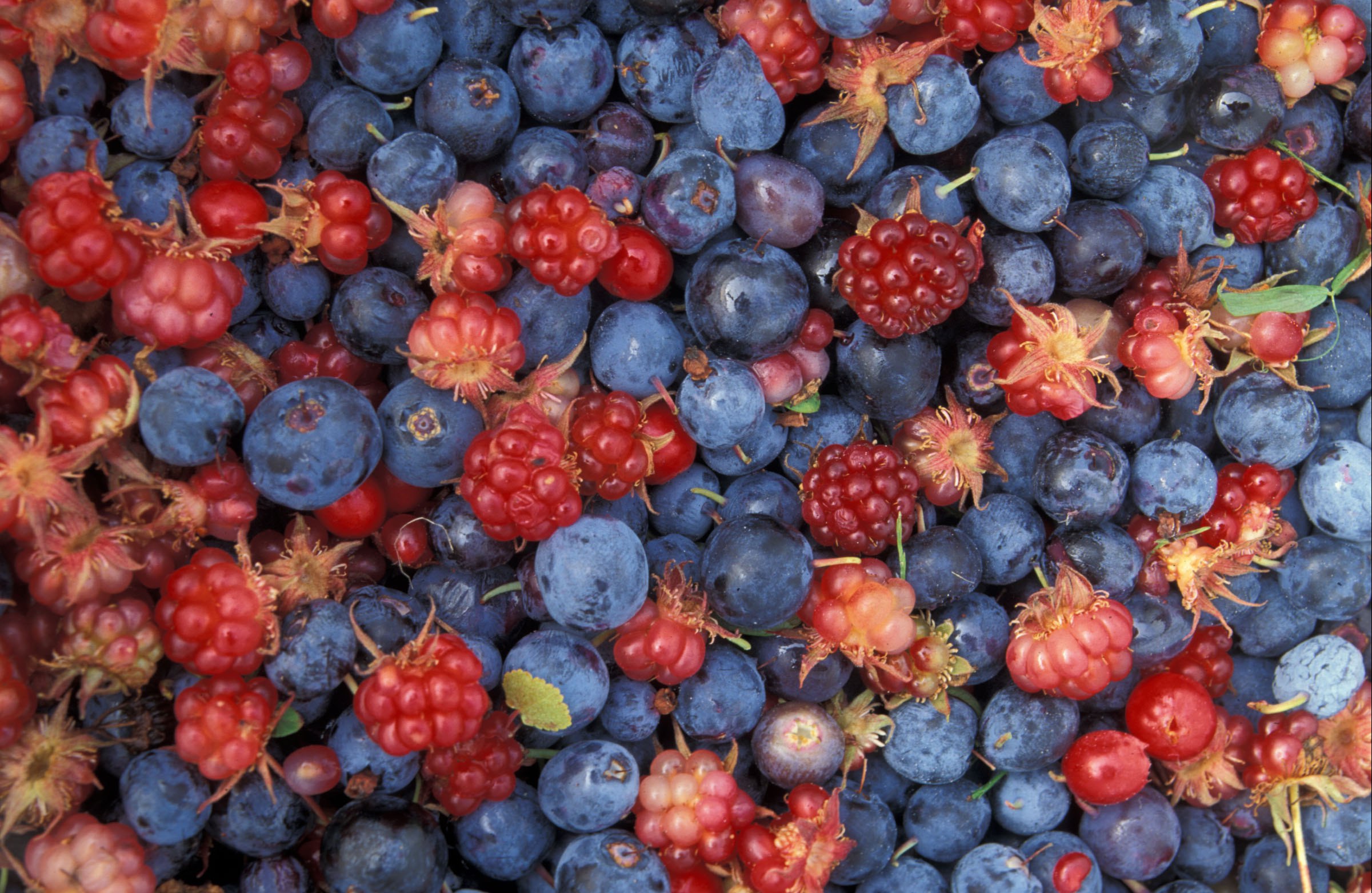 blueberries
