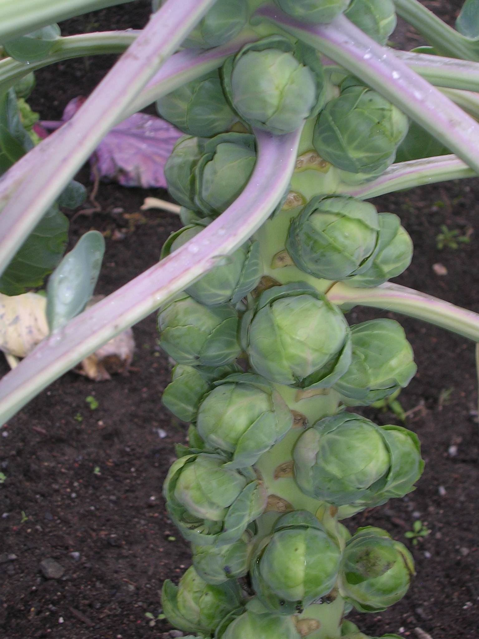 Brussels sprouts on the plant in the garden