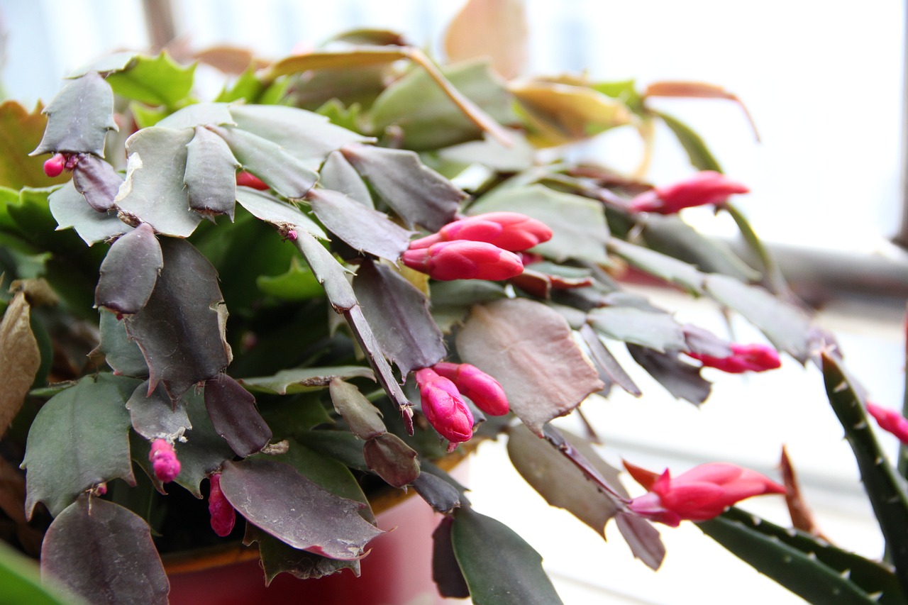 Holiday cactus with red flowers