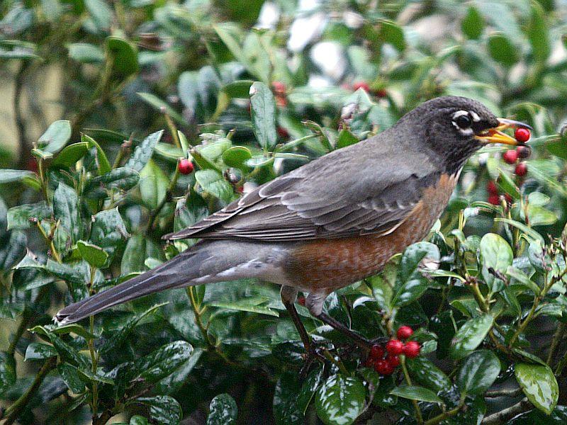 bird netting vermontgardenjournal-20140627