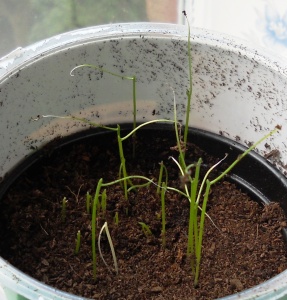Chive_seedlings_sprouting