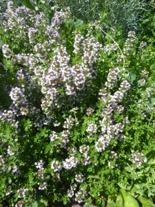 Thymus_x_citriodorus_'Lemon_Thyme'_(Labiatae)_plant