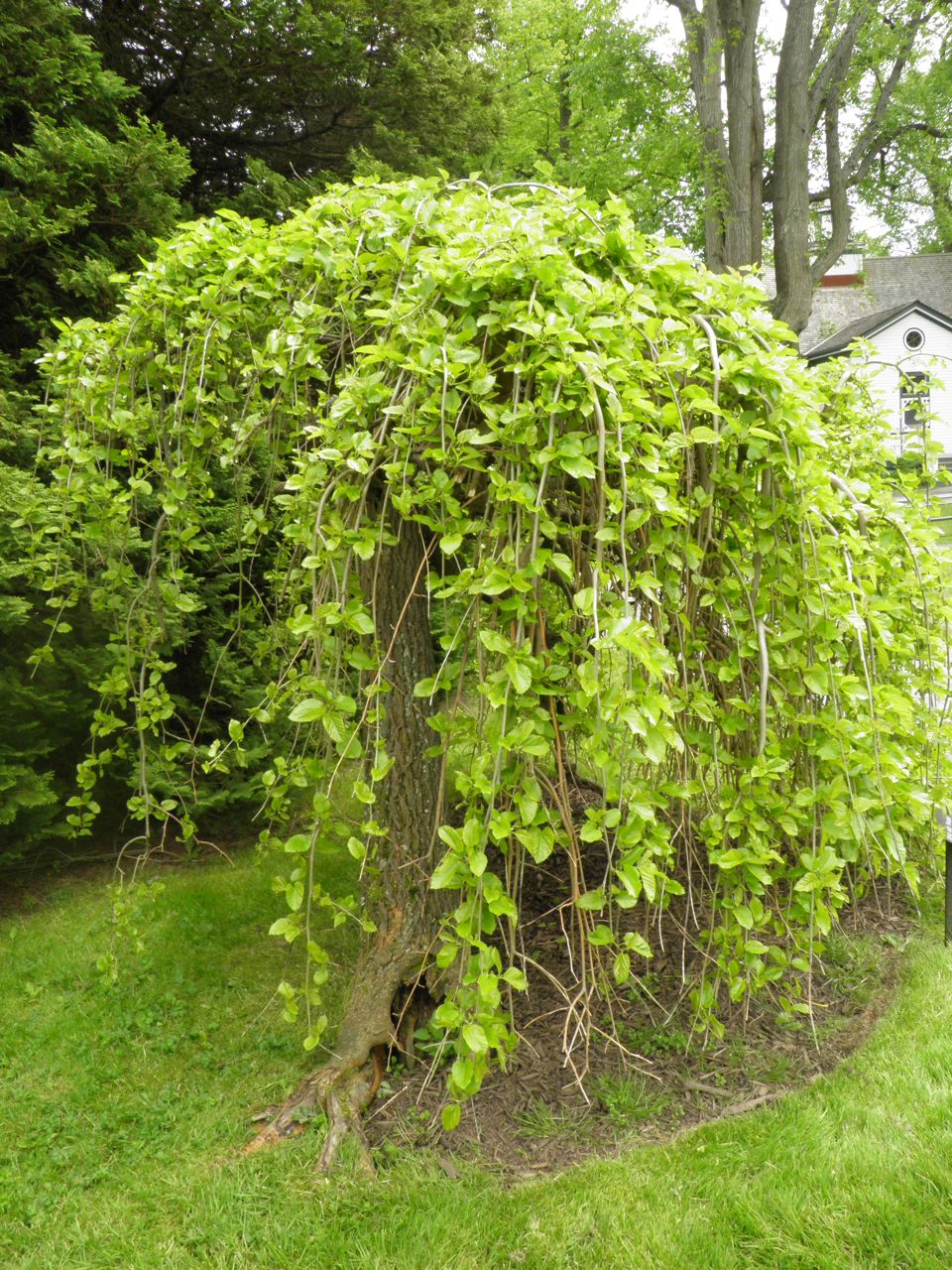 Weeping Mulberry Fruit