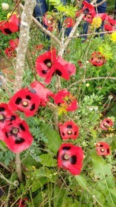 Sissinghurst Gardens