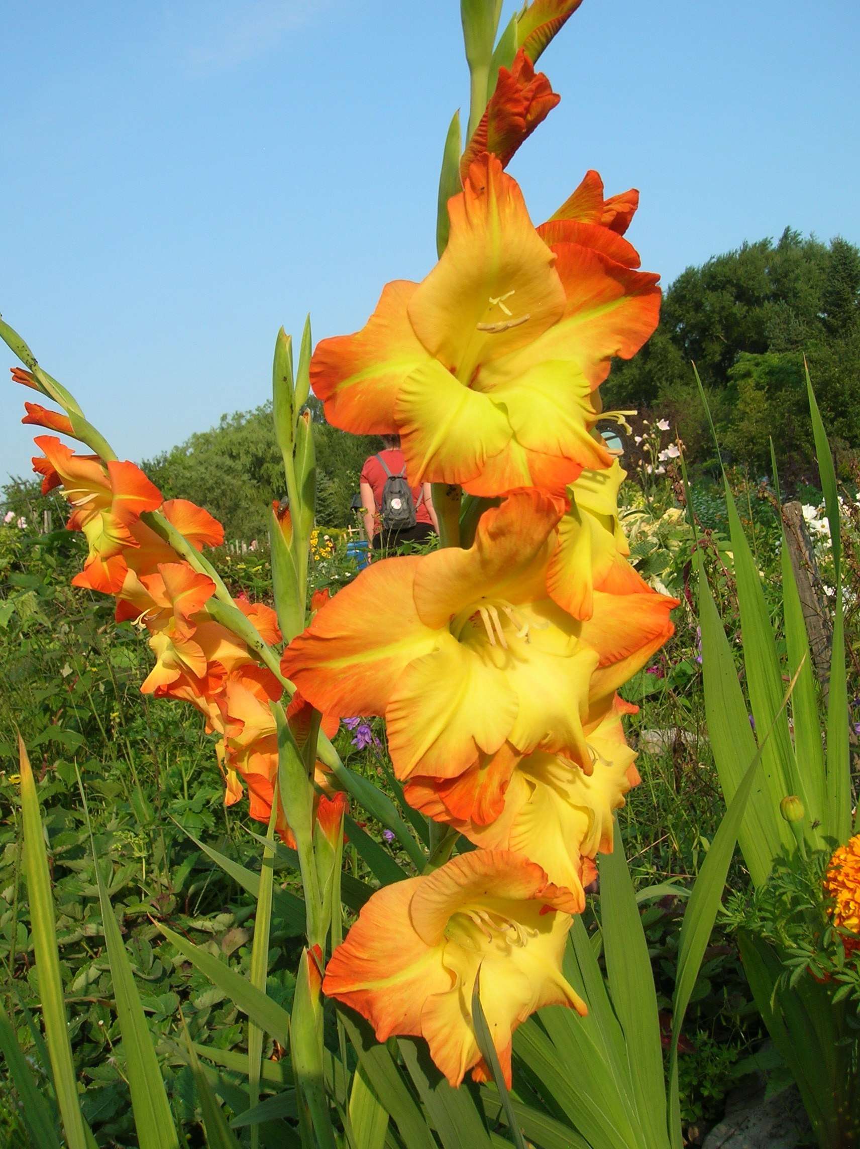 gladiolus1