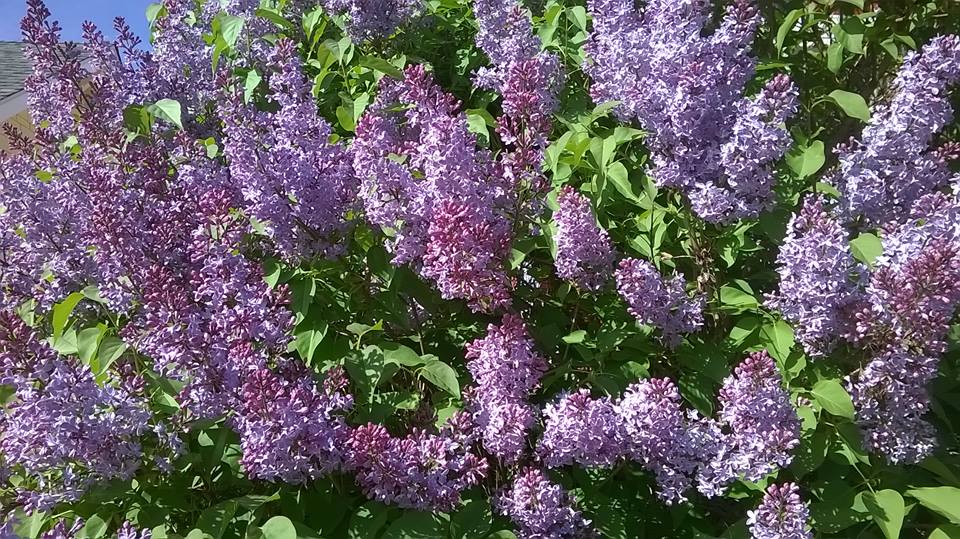 Purple lilac flowers