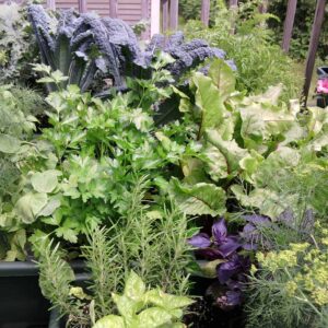 Container filled with herbs