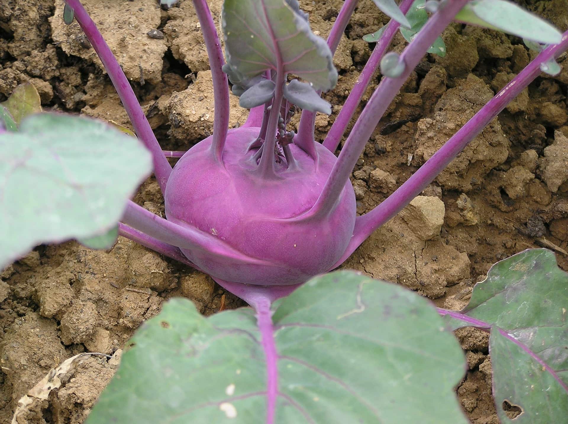 Purple kohlrabi in garden
