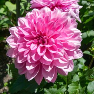 Growing Summer Bulbs