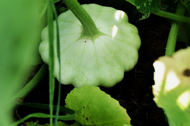 Green patty pan summer squash