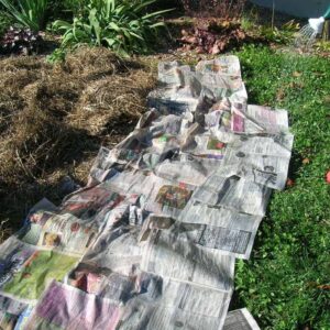 Newspaper and hay layered on lawn to make lasagna garden bed