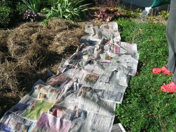 Newspaper and hay layered on lawn to make lasagna garden bed