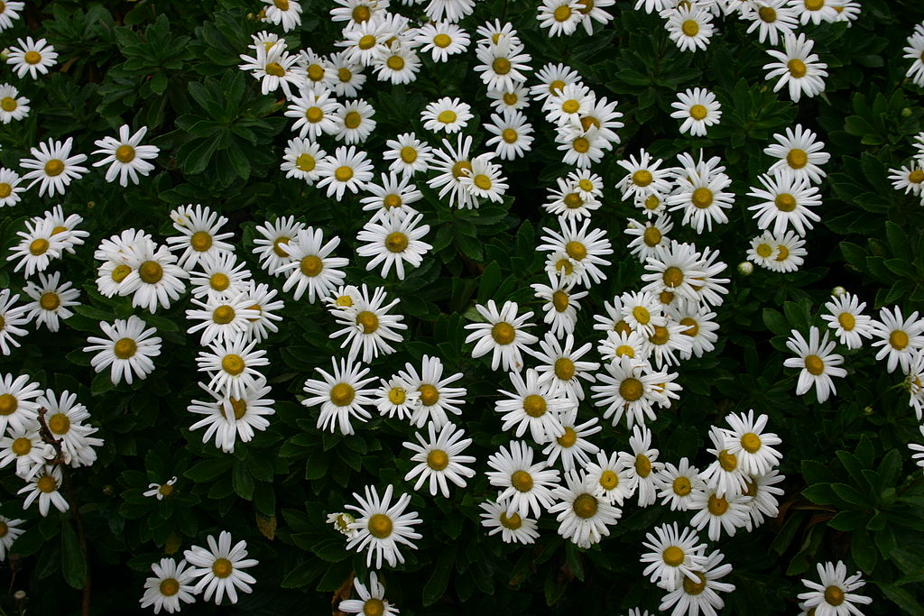 Montauk white daisy