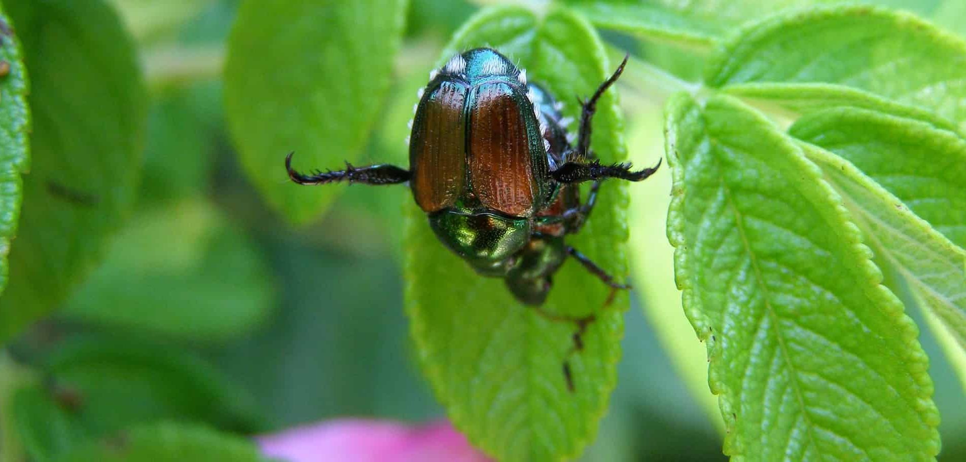 Japanese beetle on leaf