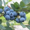 blueberry fruits