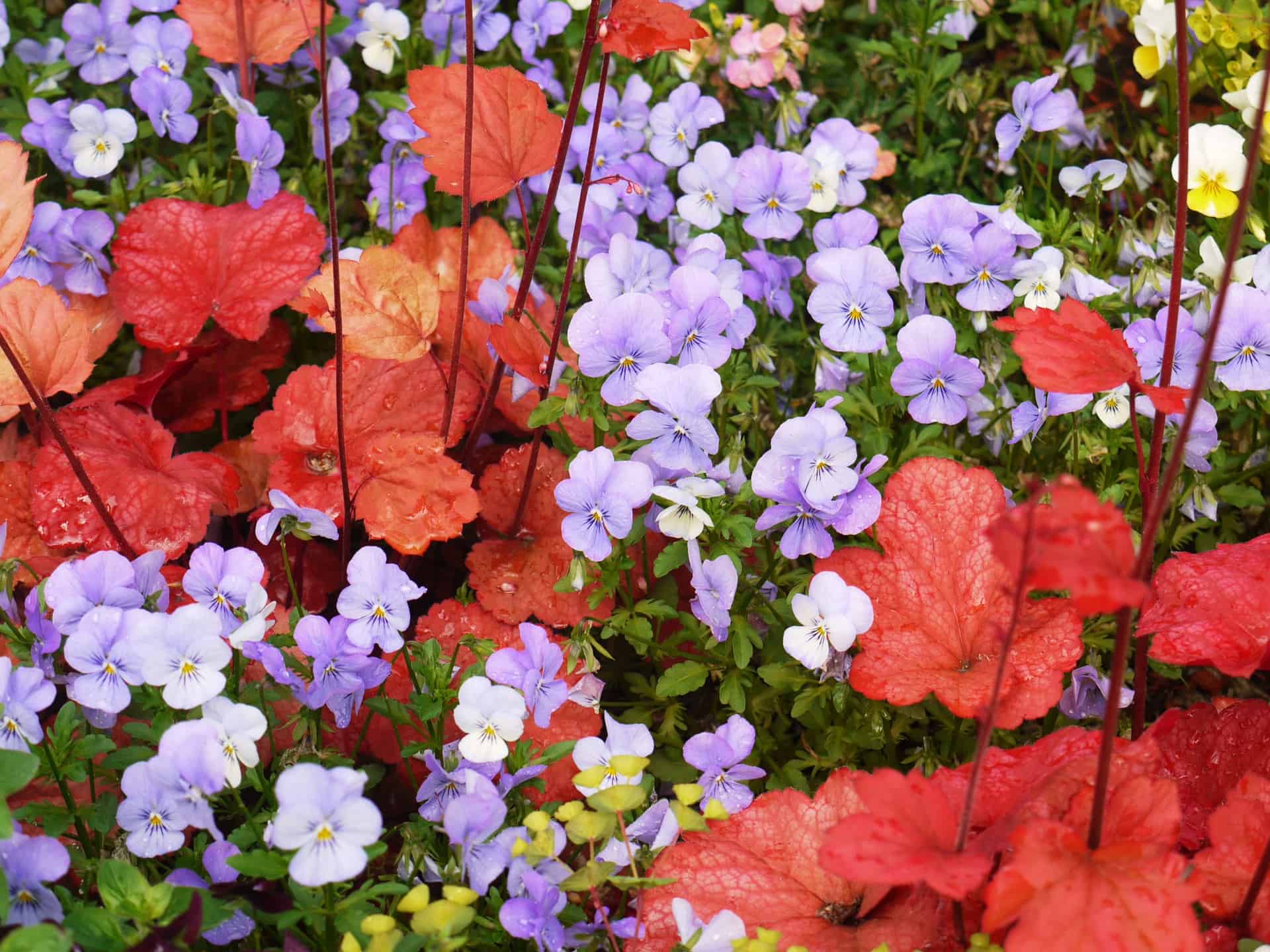 Orange coral bells foliage with blue viola flowers