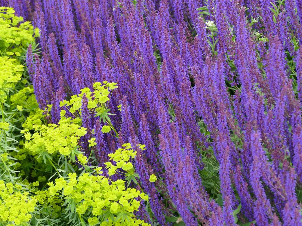 Purple salvia flowers