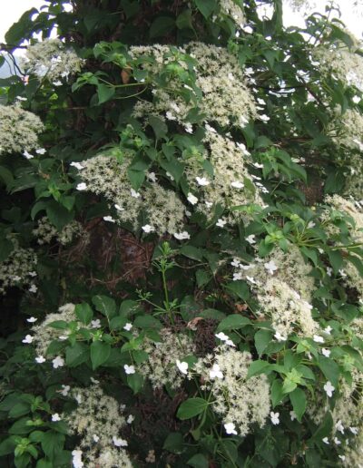 White flowers of climbing hydrangea vine