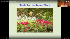 Shade flower garden in Plants for Problem Places Webinar