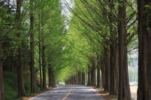 redwood dawn grow metasequoia glyptostroboides