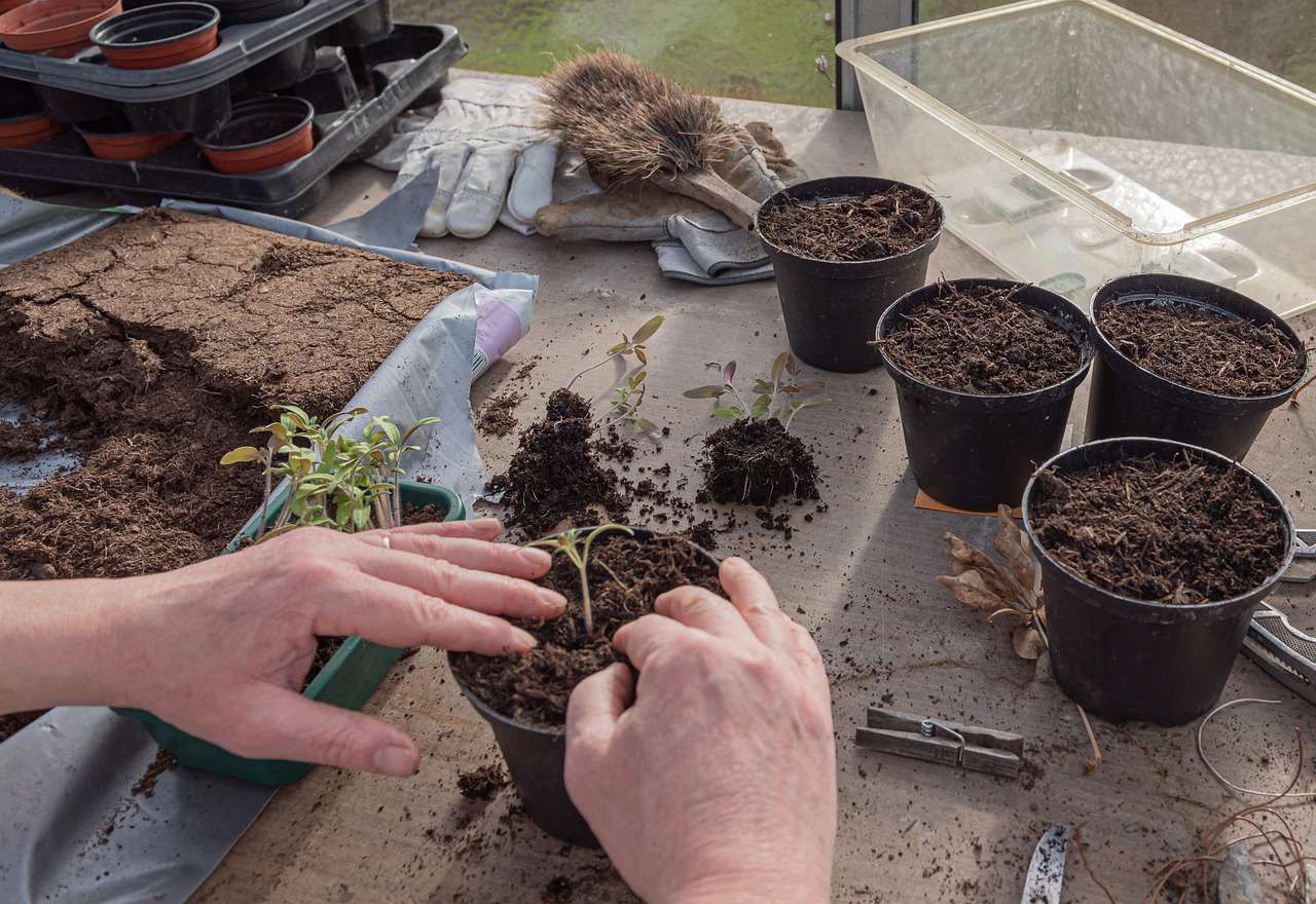 Transplanting seedlings into pots