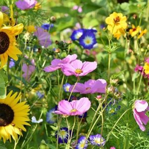 Sunflower, comos and other wildflowers