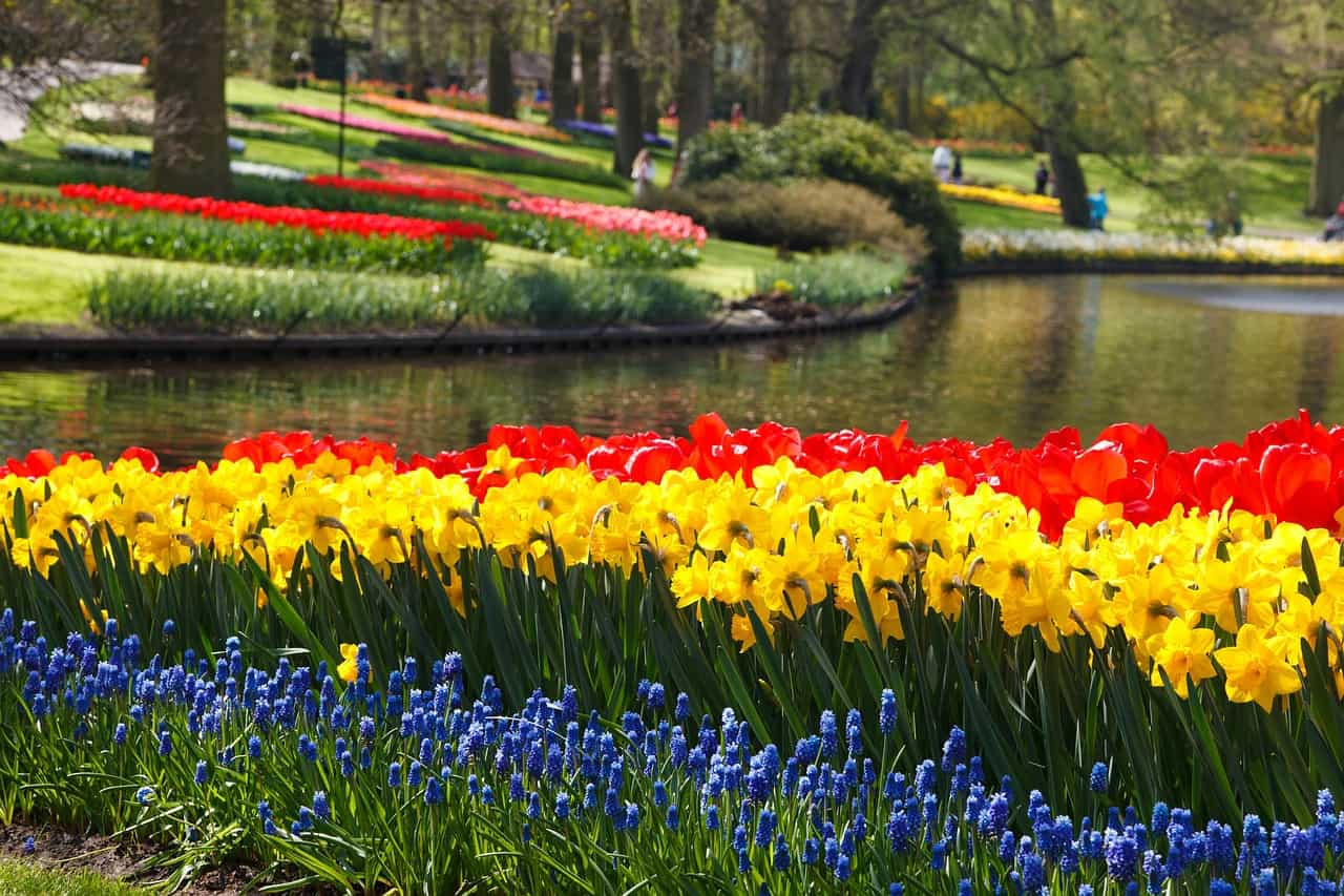 Red Tulips and Yellow daffodils from Holland