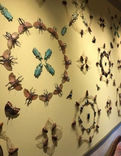 Insects Displayed on wall