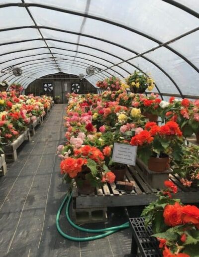 Colorful tuberous begonia Greenhouse at White Flower Farm, Ct