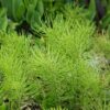 Natives, Invasives & Weeds Webinar - Image 4