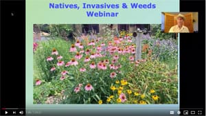 Echinacea in flower garden in Natives, Invasives and Weeds Webinar