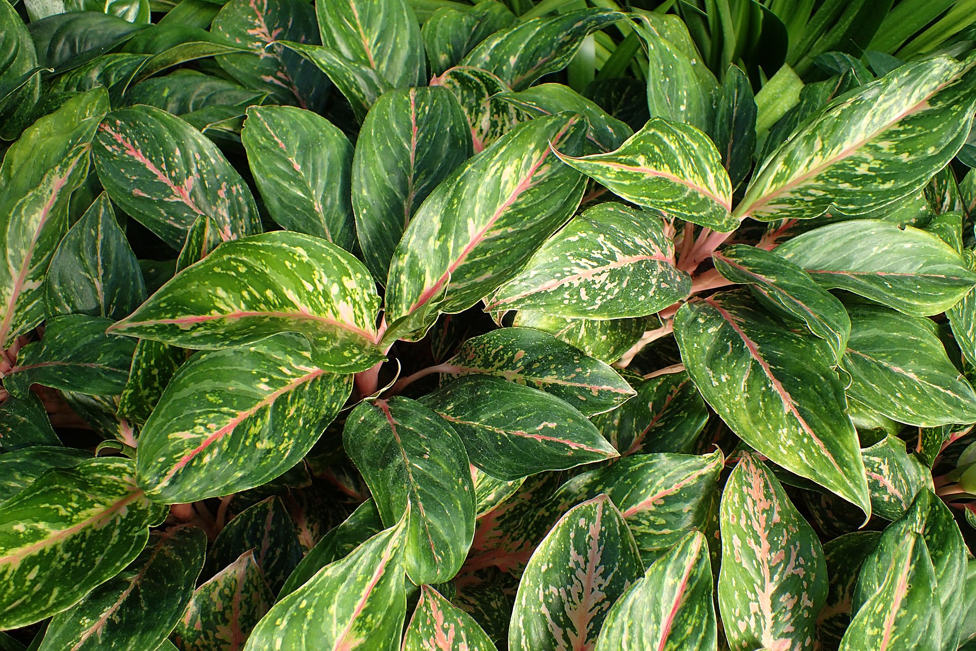 Aglaonema houseplant