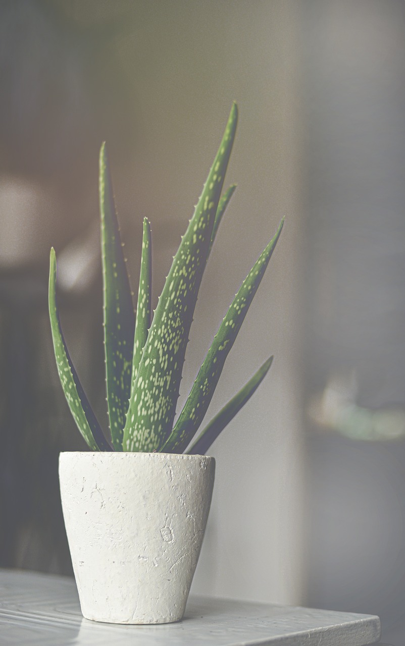agave succulent Altman Plants Rare Agave ovatifolia 'Orca', Premium Exotic Succulent & Live  Plant, Agave Plant Live Succulents Plants Live Outdoor Plants, Exotic