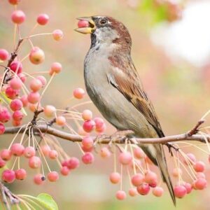 Bird eating red berries