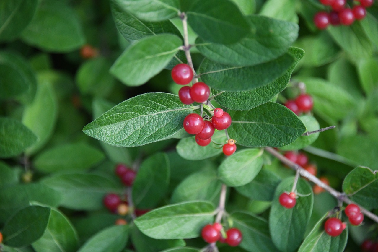 Red berries on invasive Asian honeysuckle plant