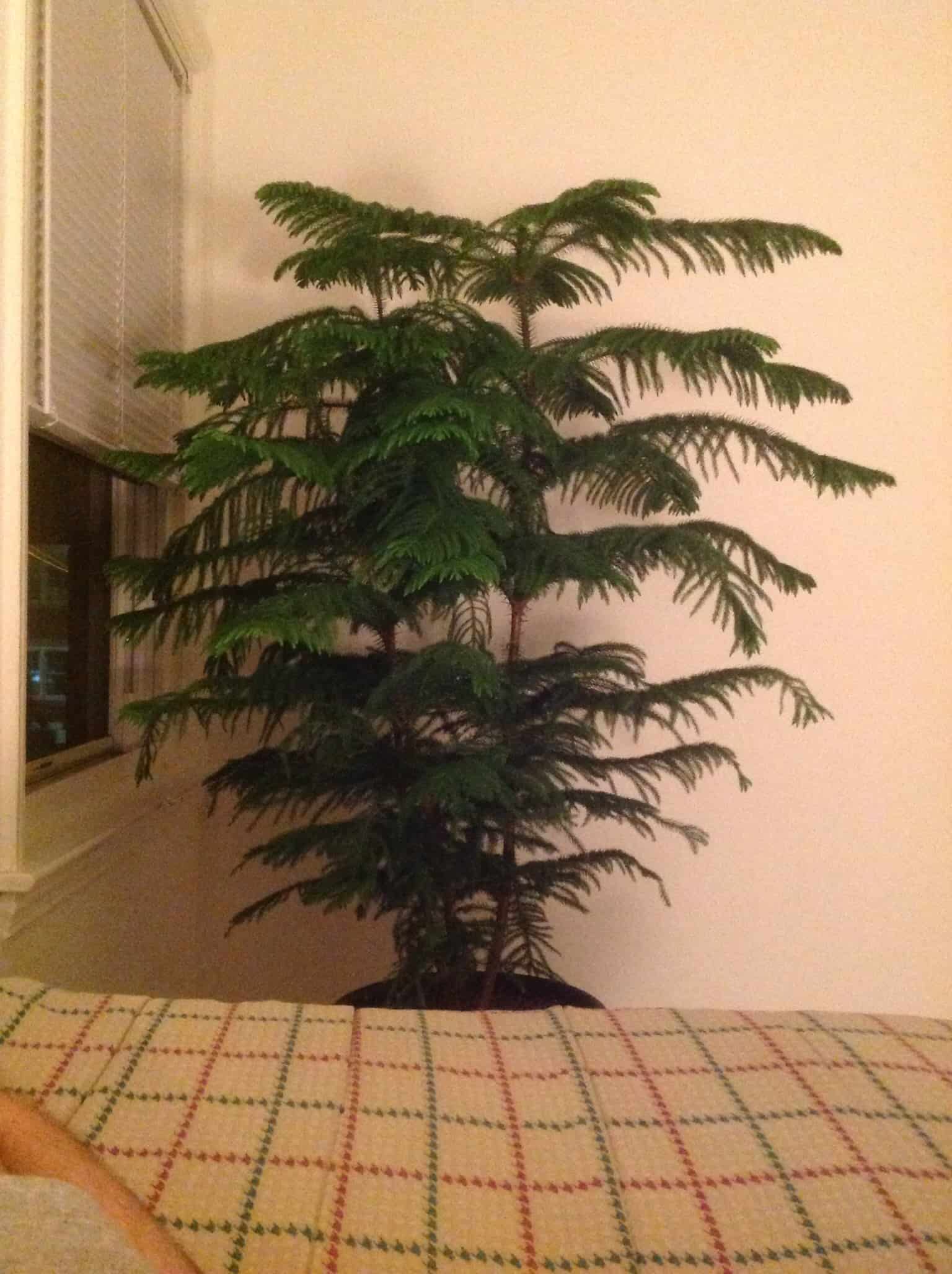 Norfolk Island Pine Houseplant
