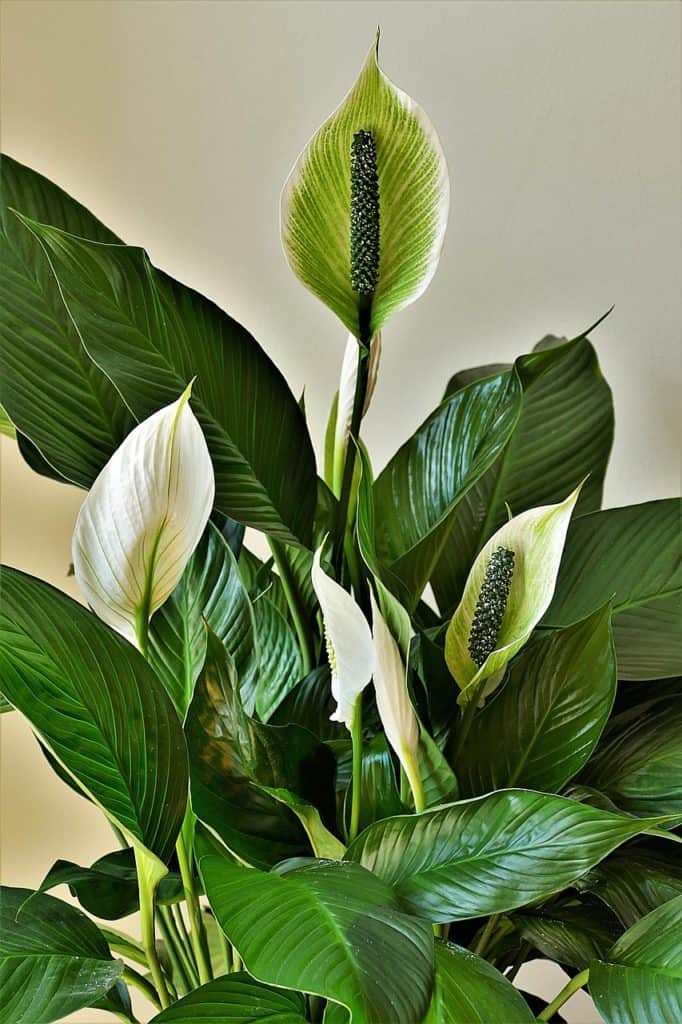 peace-lilies