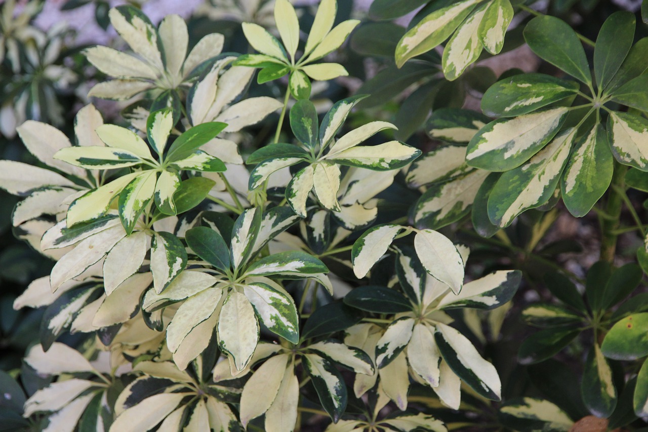 Schefflera houseplant