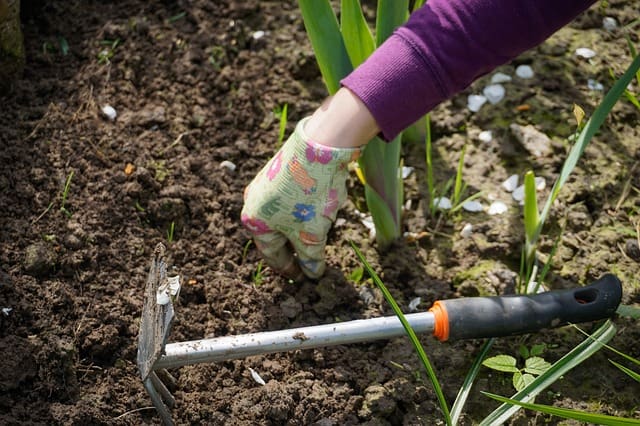 Gloved hand weeding in garden