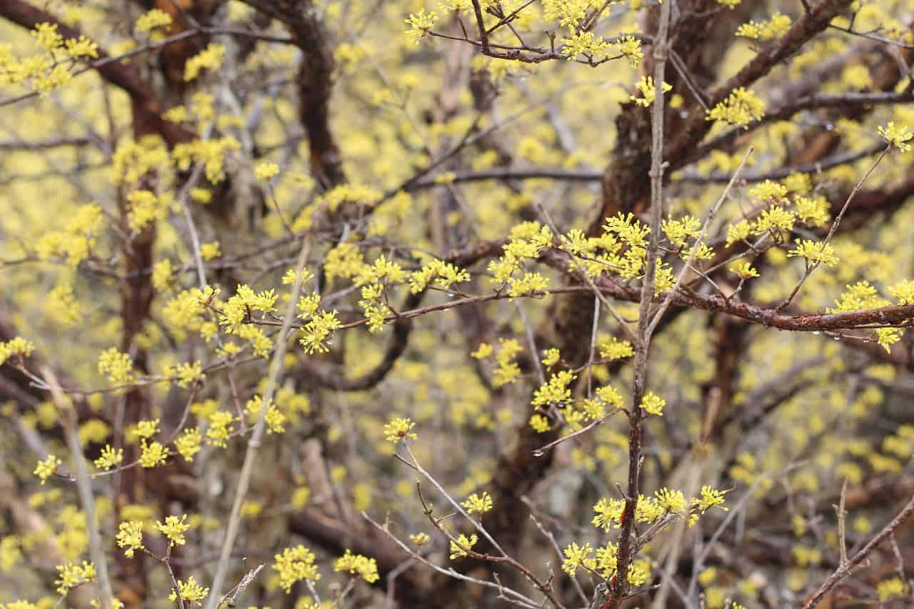 Cornelian Cherry tree with yellow flowers