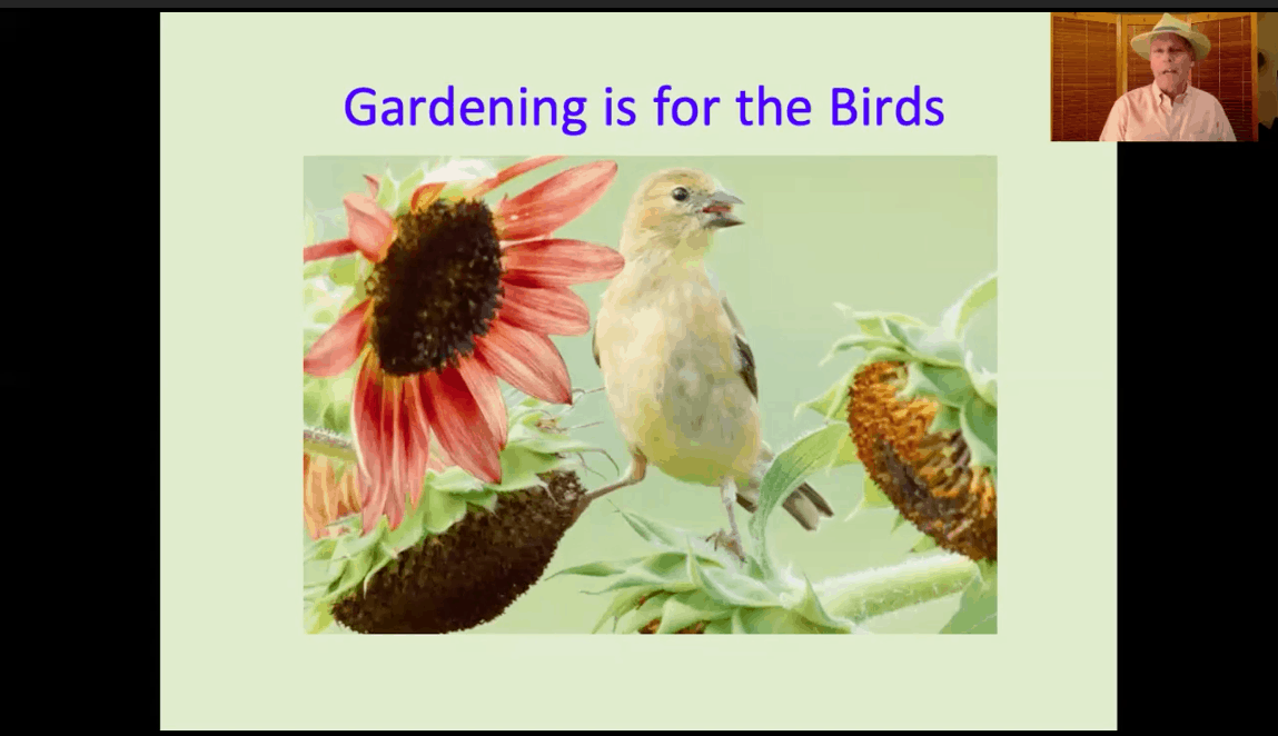 Bird on sunflower in Gardening for the Birds Webninar