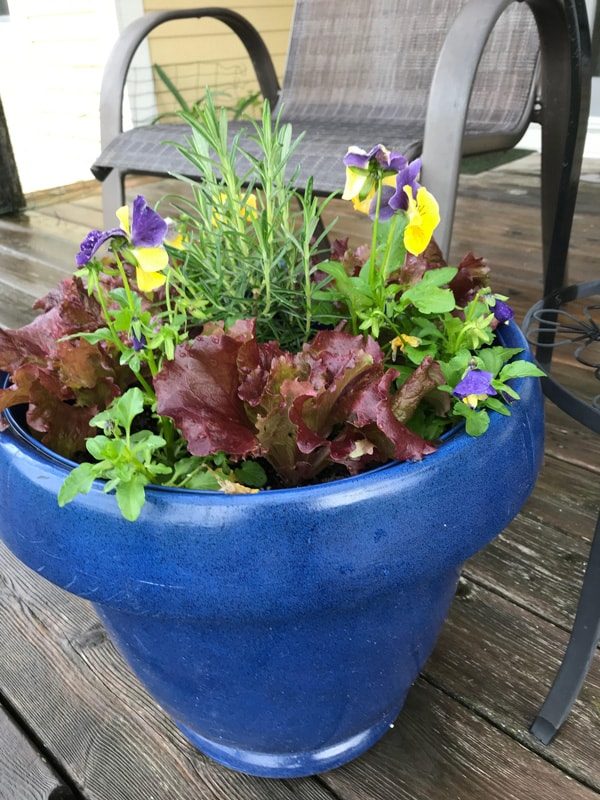 Lettuce and flower container