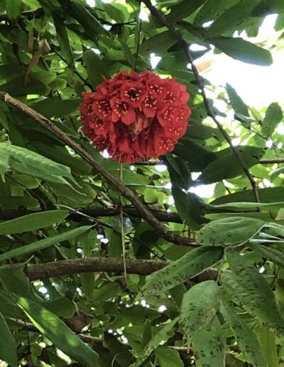Red Tropical Flower in Cuba