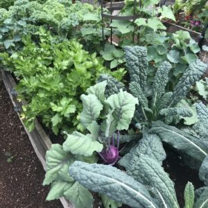 Vegetable Raised Bed