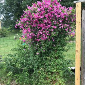 Growing Vines