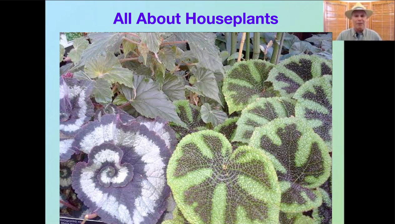 Rex Begonias in Houseplants Webinar
