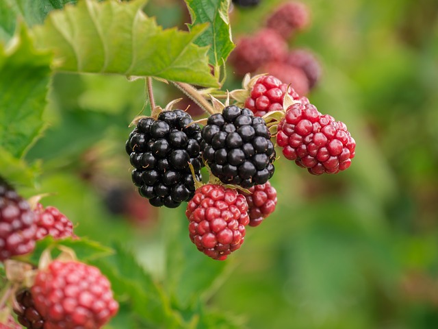 Black and red blackberry fruits on plant