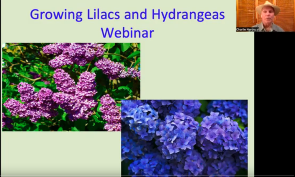 Lilacs and Hydrangeas Webinar